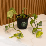 Boas de interior variegada - Image 3