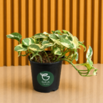 Boas de interior variegada