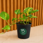 Boas verdes para interiores